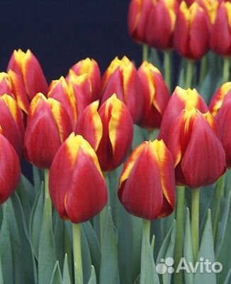 Луковицы тюльпанов оптом. На выгонку