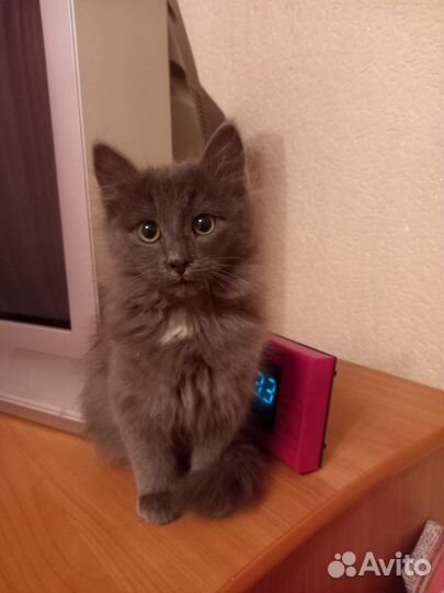 Братцы - Котики