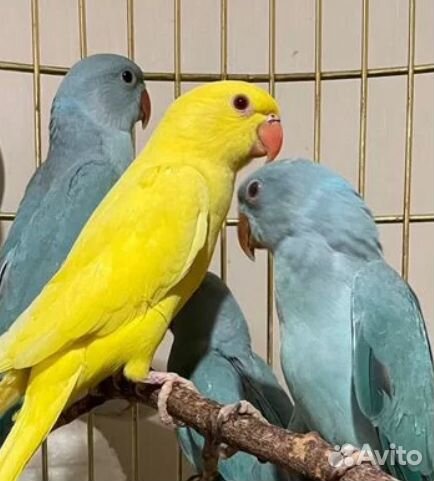 Ожереловый попугай птенцы