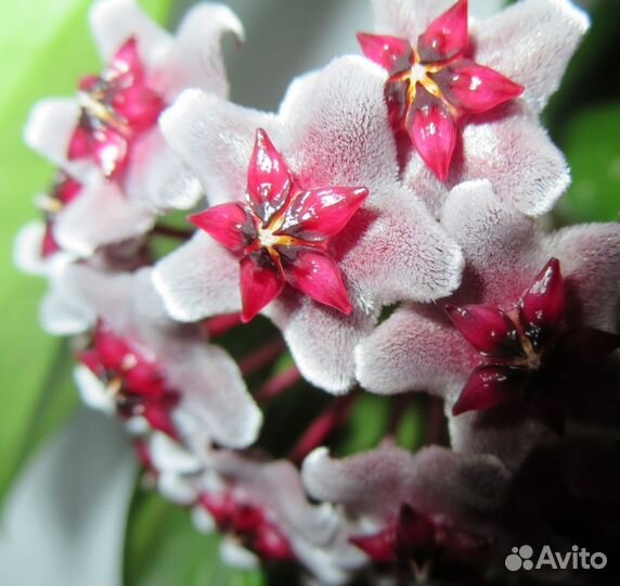 Хойя pubiсаlух Red Вuttоns, черенки