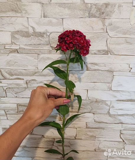 Турецкая гвоздика на срез, букеты