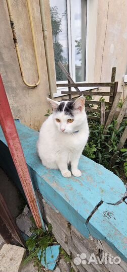 Кошка мышеловка в добрые ручки