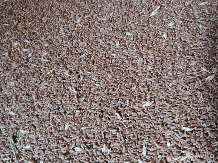 Пшеница, ячмень, кукуруза урожай 2023 года