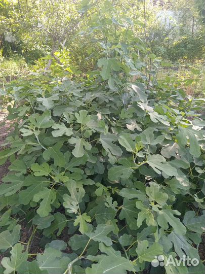 Саженец инжира