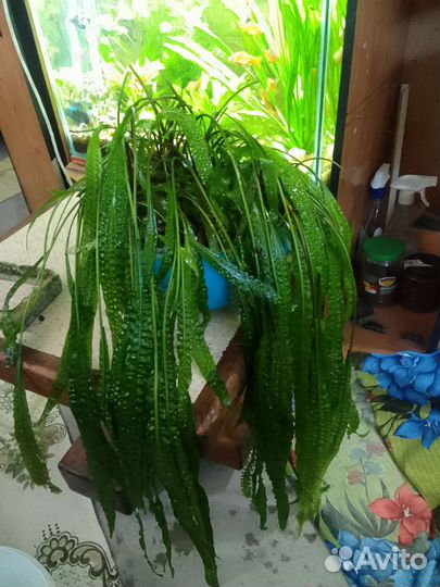 Эхинодорус.апоногетон