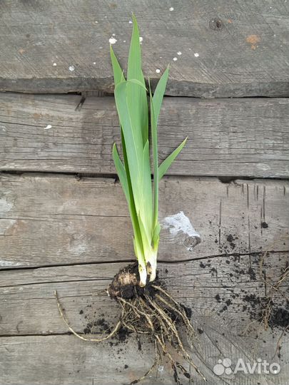 Ирис сортовой белый