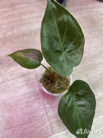 Алоказии разные