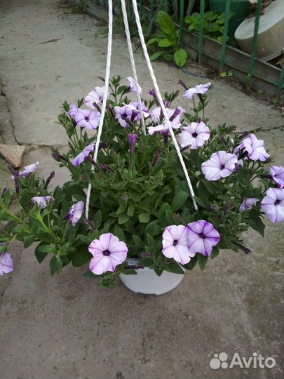 Петуния ампельная кашпо