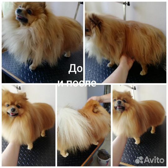Уход за животными
