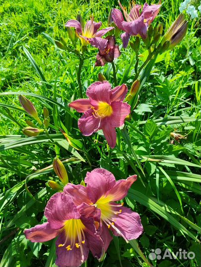 Многолетники для сада цветы