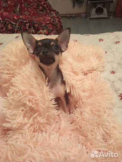 Той-терьер вязка