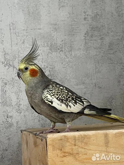 Волнистый попугай и попугай Корела