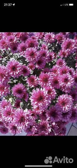 Садовые цветы