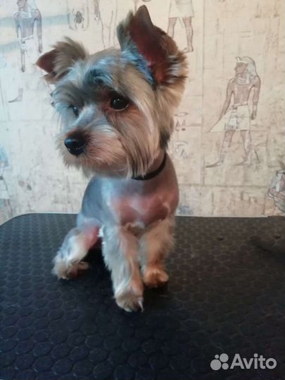 Груминг собак