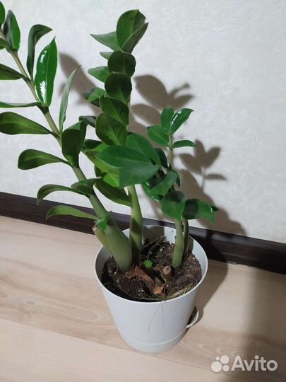 Замиокулькас и фикус