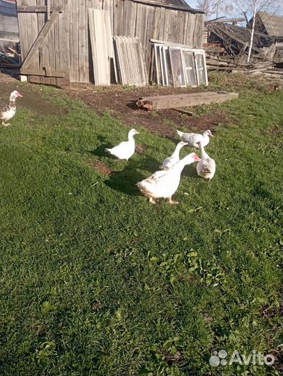 Яйцо индоутки,курочек