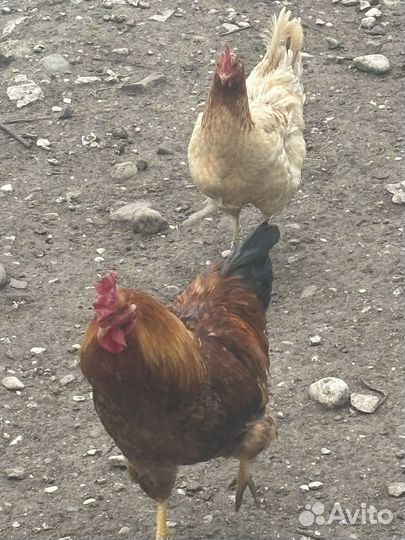 Петух домашний