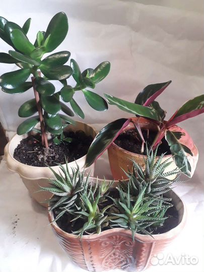 Цветы, Марата,сингониум