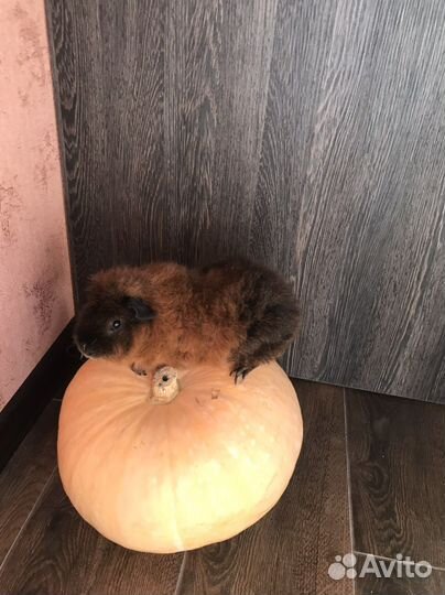 Ищем невесту для морской свинки Мальчику 2,5 г