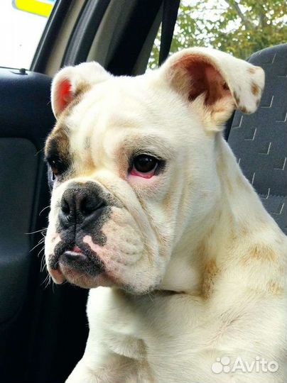 Английский бульдог