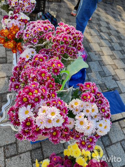 Рассада Хризантема 