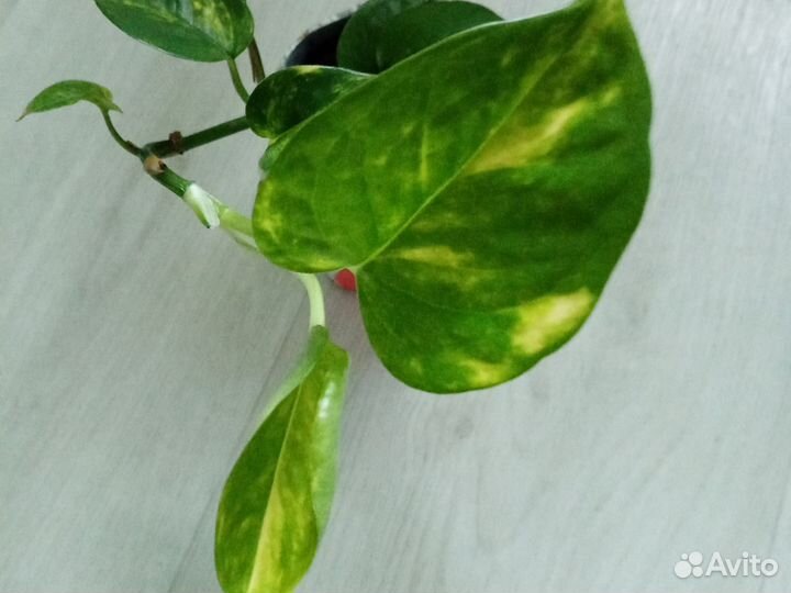 Разные ком.цветы