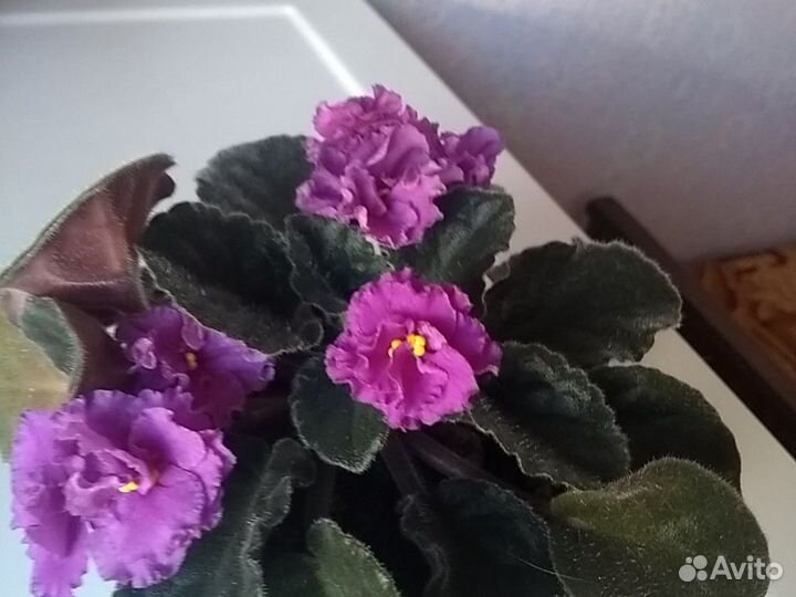 Фиалка махровая фиолетового цвета