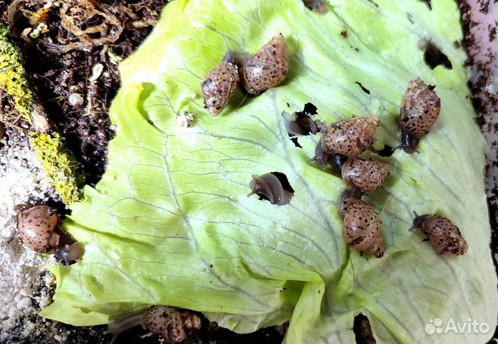 Ахатины улитята