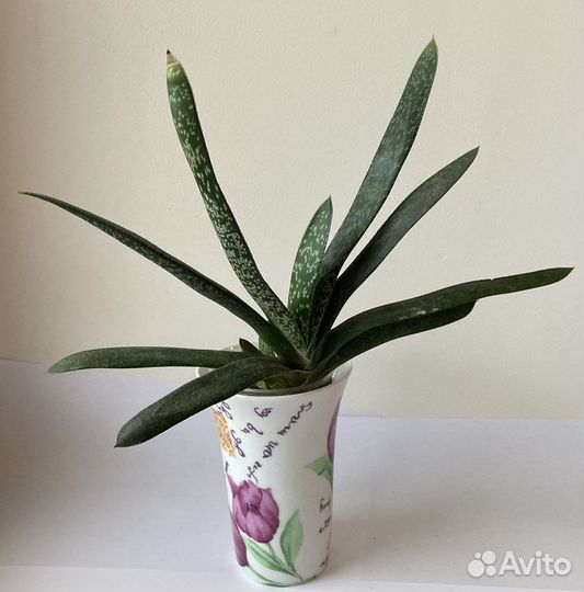 Суккуленты