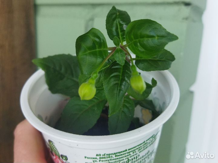 Комнатные цветы