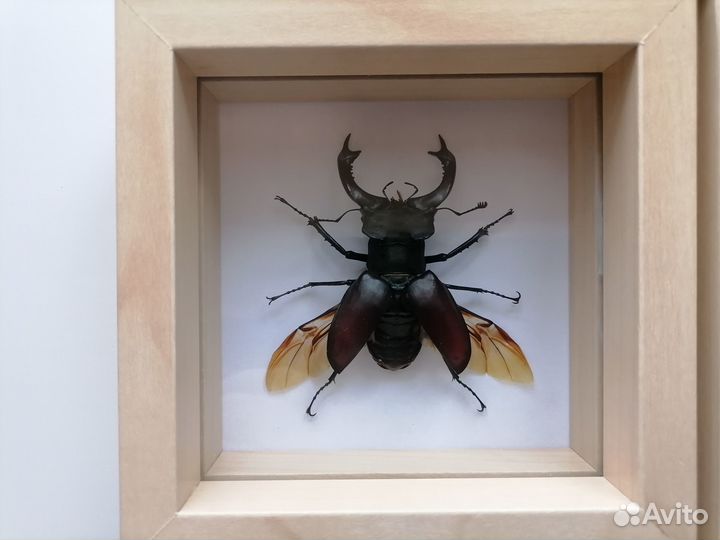 Жуки в рамках для коллекции