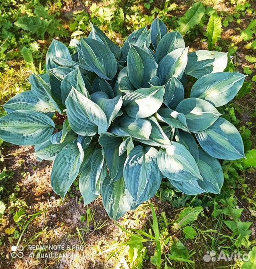 Хосты. Папоротник. Очиток Видный.Девичий виноград