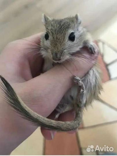 Мышь песчанка