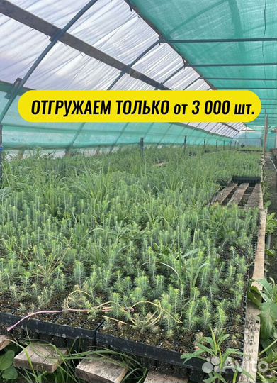 Сеянцы ели окс