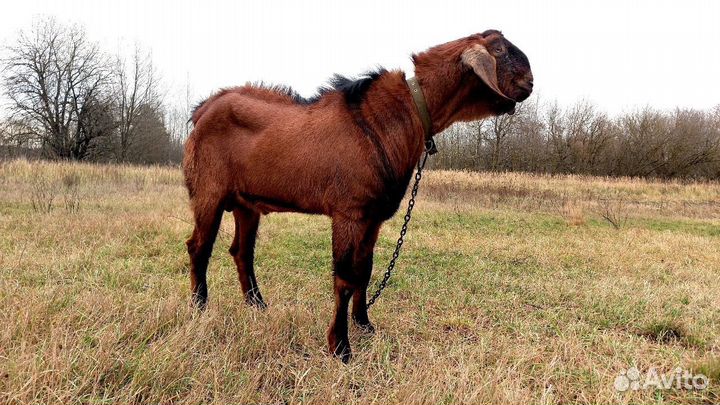Нубийские козы