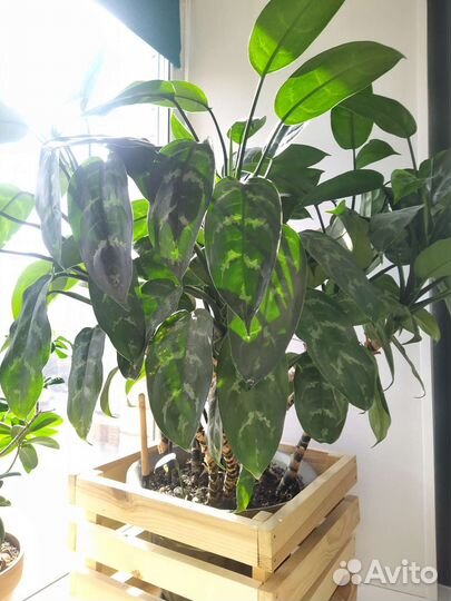 Комнатные растения Аглаонема