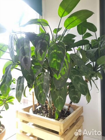 Комнатные растения Аглаонема
