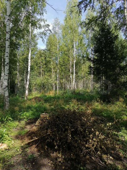 Участок 24 га (СНТ, ДНП)