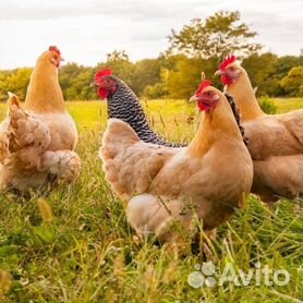 Комбикорм для цыплят бройлеров: от преимуществ до приготовления