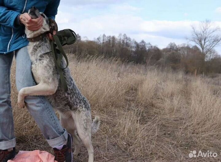 Собака ищет дом