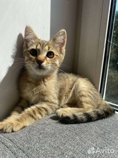 Кошка в дар бесплатно