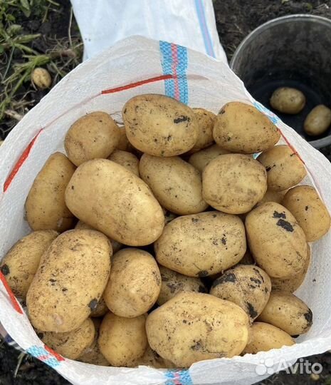 Картофель от Производителя урожай 2023