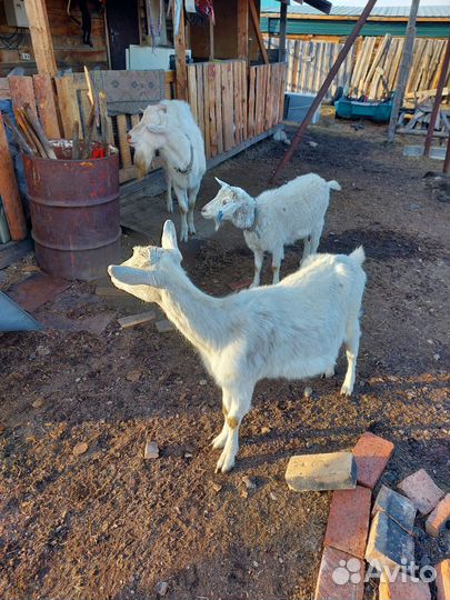 Зааненская дойная коза