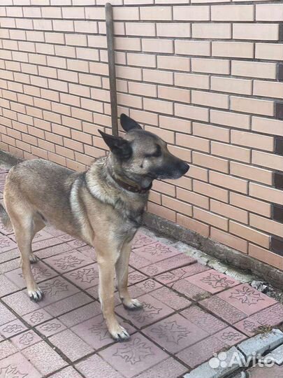 Собака в добрые руки отдам бесплатно