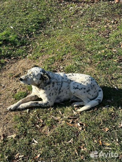 Далматинец метис