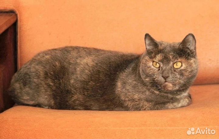 Ищем дом кошечке Мурке