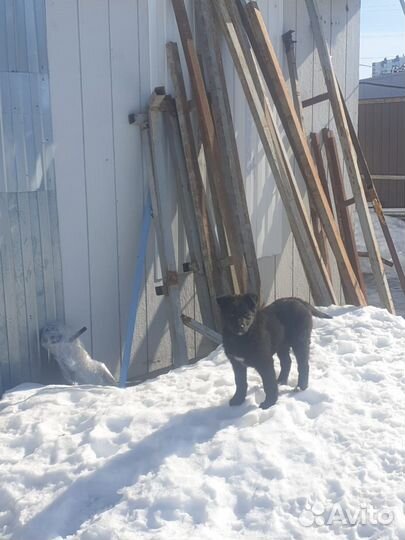 Щенок девочка в добрые руки