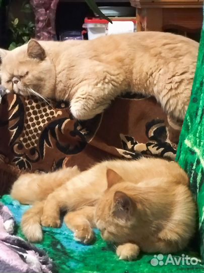 Персидская