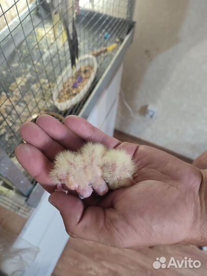 Птенцы корелла