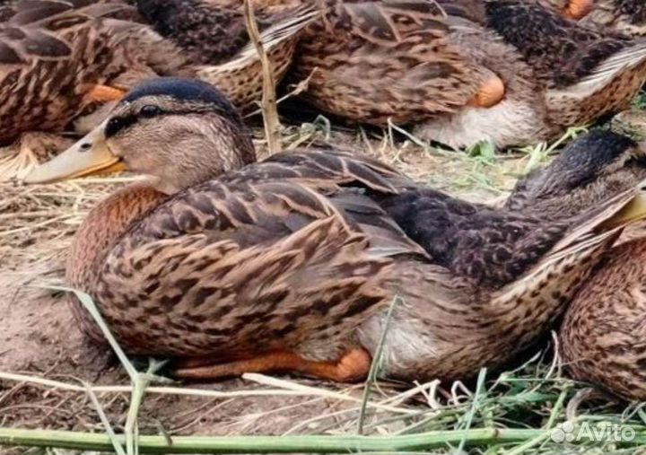 Дикие подсадные утки